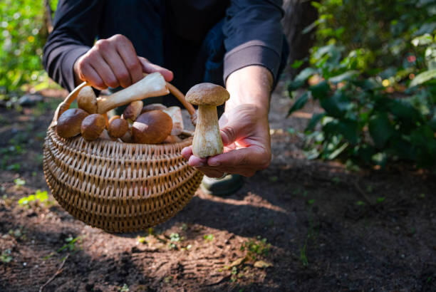 Champignons