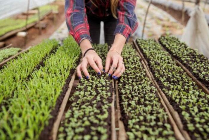 Micro pousses, fines herbes et laitues