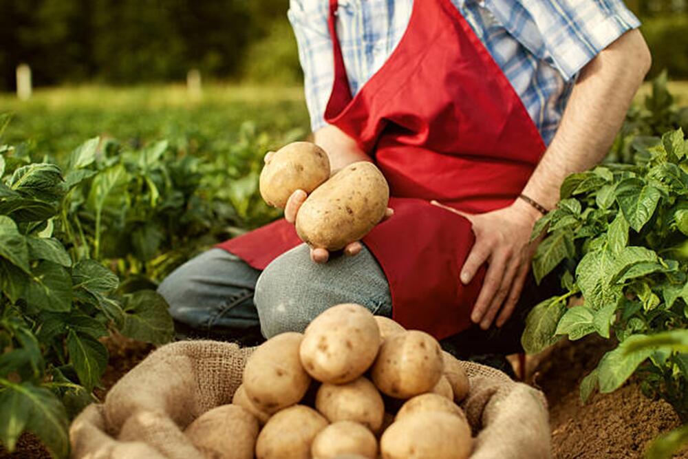 Pommes de terre