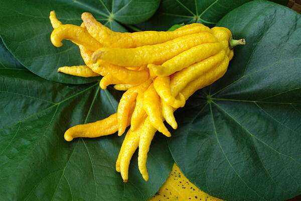 Fruits of the week